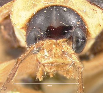 Media type: image; Entomology 19418   Aspect: head frontal view